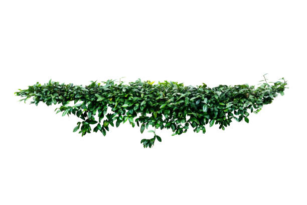 istock tropical nature green plant isolated include clipping path 1098167596
