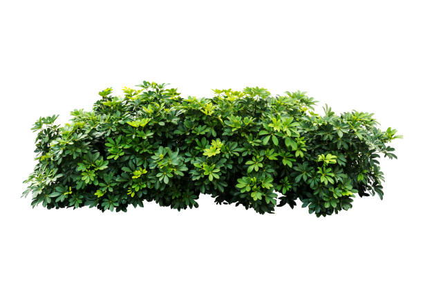 分離された熱帯自然緑植物クリッピング パスを含める - tree foliage ストックフォトと画像