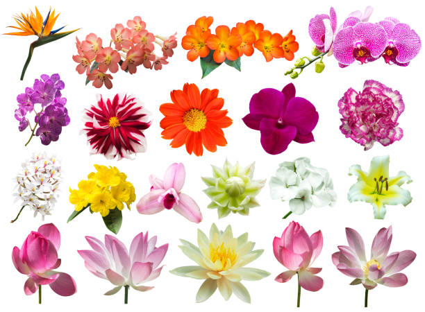 istock flower plant tree isolated set with clipping path 1098169198