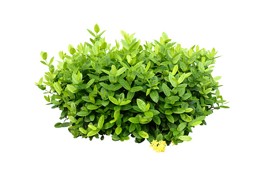 tropical nature green plant isolated include clipping path