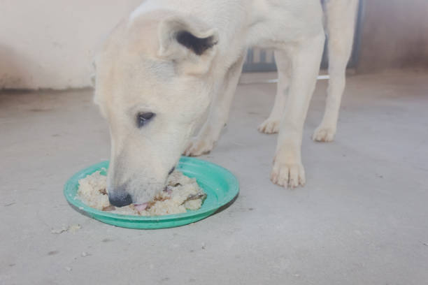 dog eating sticky rice in green plate for his breakfast alone close up