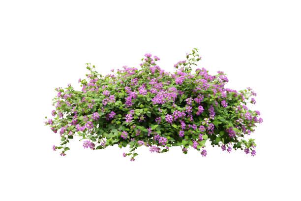 istock purple flower plant tree isolated with clipping path 1098171468