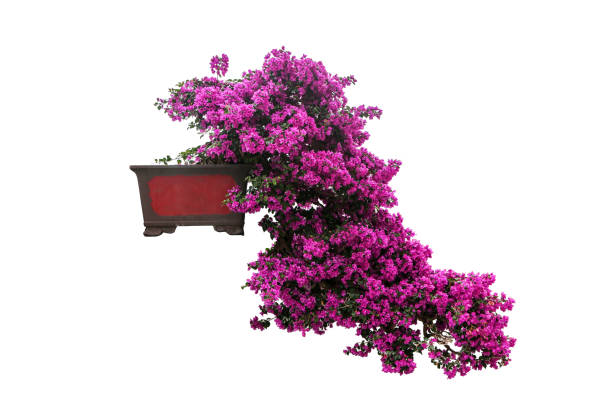 purple flower plant tree isolated with clipping path