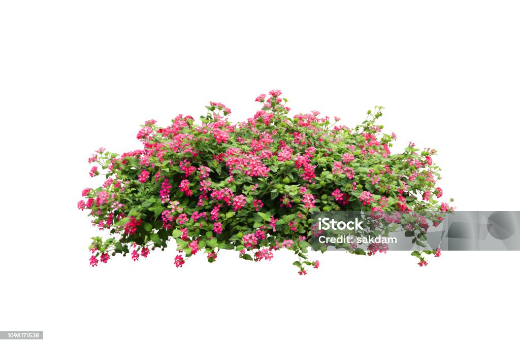 red flower tree isolated include clipping path Flower Stock Photo