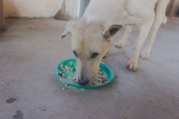 istock dog eating sticky rice in green plate 1098171608