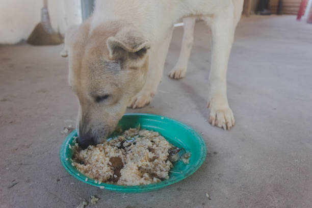 istock dog eating sticky rice in green plate 1098171644