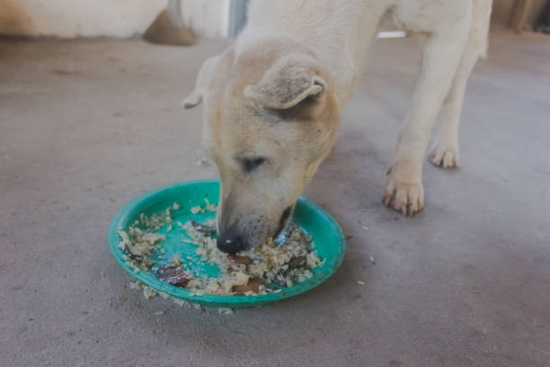 istock dog eating sticky rice in green plate 1098171648