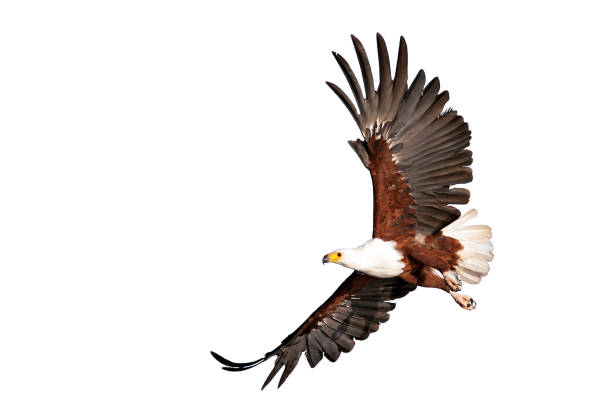 fish eagle beautifully flying on isolated white background fish eagle beautifully flying on isolated white backgroundÑ Kenya african eagle stock pictures, royalty-free photos & images