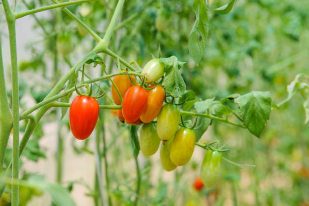 istock Cherry tomatoes plants in green house 1098173422