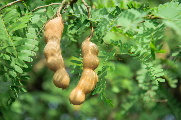 istock tamarind fruits on tree 1098174642