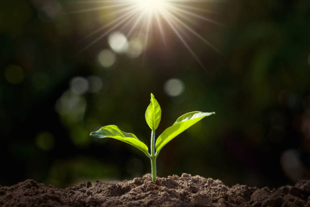 istock small plant growing in garden with sunlight 1098175106