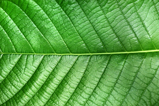 Detail shot floral pattern background of green striped tropical palm leaf abstract texture.