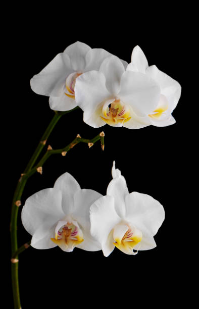 Orchids flowers on banch isolated on black background. White orchids flowers on banch isolated on black background. Selective focus 2632 stock pictures, royalty-free photos & images