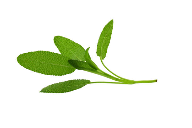 istock Sage plant isolated on a white background 1098177240