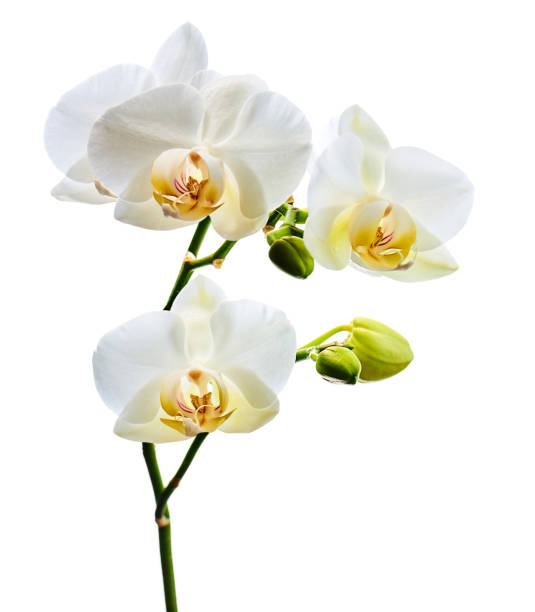 istock Orchids flowers on banch isolated on white background. 1098177296