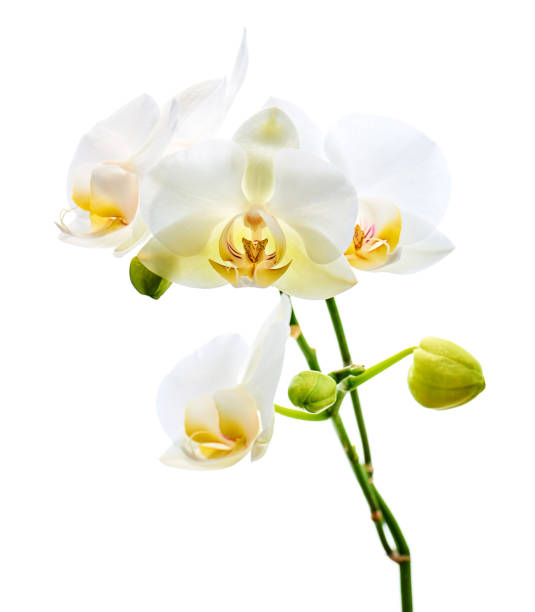 istock Orchids flowers on banch isolated on white background. 1098177302