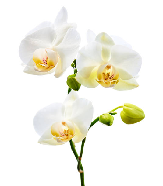 istock Orchids flowers on banch isolated on white background. 1098177316