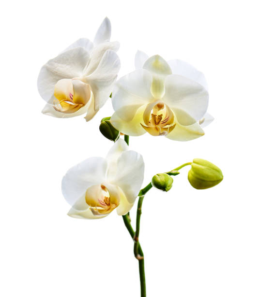 istock Orchids flowers on banch isolated on white background. 1098177370