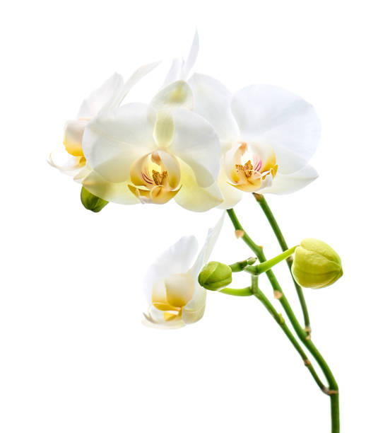 istock Orchids flowers on banch isolated on white background. 1098177434