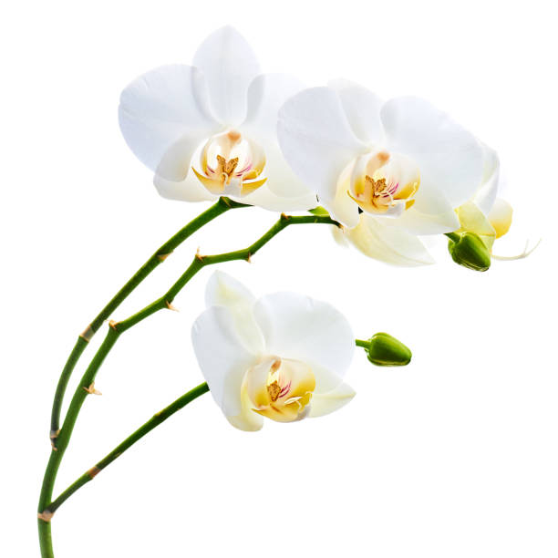 istock Orchids flowers on banch isolated on white background. 1098177492