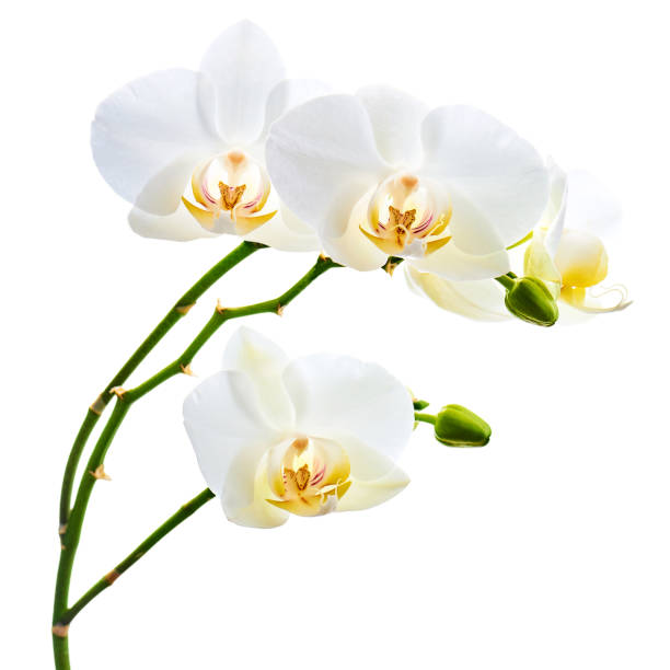 istock Orchids flowers on banch isolated on white background. 1098177518