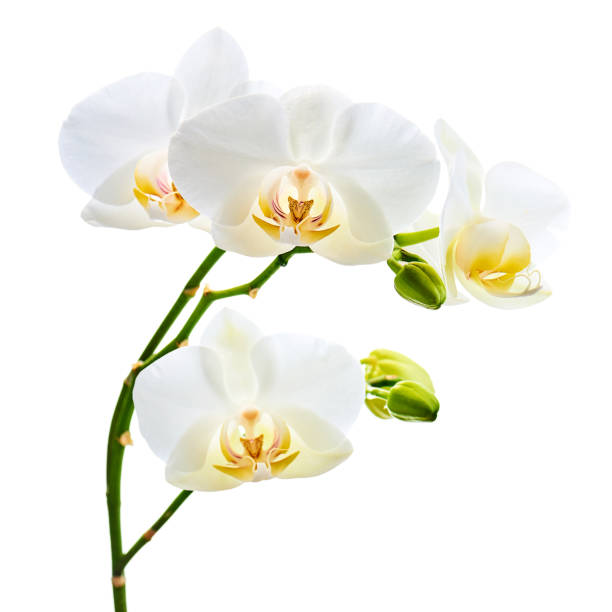 istock Orchids flowers on banch isolated on white background. 1098177536