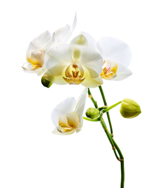 istock Orchids flowers on banch isolated on white background. 1098177598