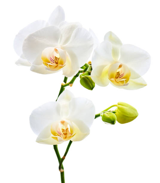 Orchids flowers on banch isolated on white background.