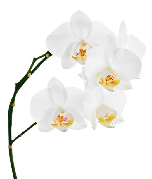 istock Orchids flowers on banch isolated on white background. 1098177806