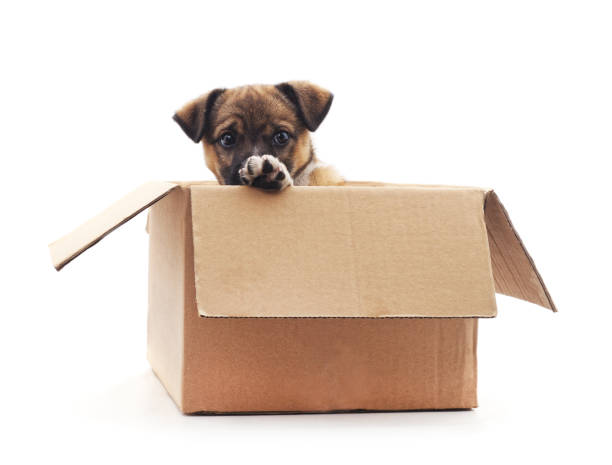 istock Puppy in the box. 1098179118