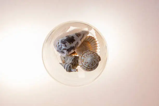 Smooth image composition using diferent types of seashells and escargots.
This image composition uses background lights that iluminates all shells.
Backgound light also makes the surface of the glass reflect the light.
Perfect for all types of greeting cards