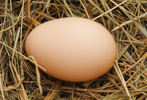 Egg in a nest isolated on a white background.