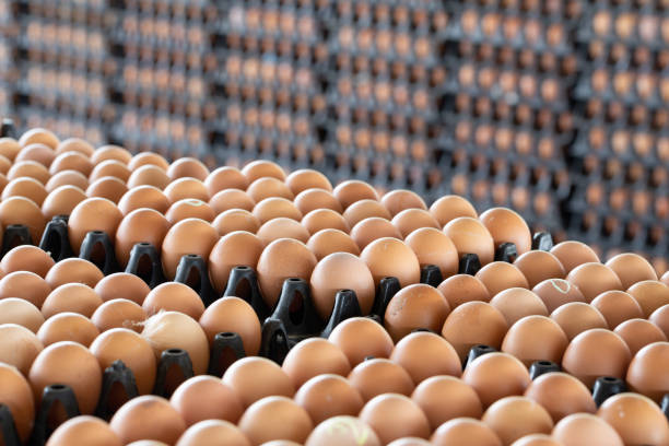 Egg panels arranged on a chicken farm with a blurred egg background, Occupation of farmers in Thailand Egg panels arranged on a chicken farm with a blurred egg background, Occupation of farmers in Thailand animal embryo photos stock pictures, royalty-free photos & images