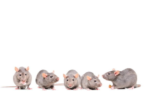cinq rats gris isolés sur le fond blanc - rat race photos et images de collection