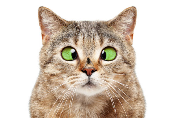 그의 코에 비행과 재미 고양이의 초상화 - cross eyed 이미지 뉴스 사진 이미지