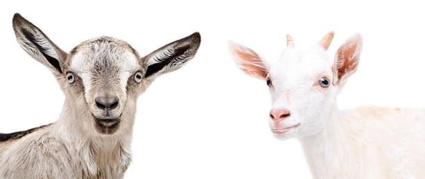 istock Portrait of two cute  goat 1098182104