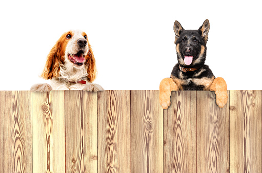 Portrait of two dogs, peeking from behind a fence, isolated on white background