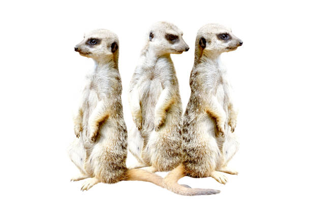 drei meerkats, zusammenstehend auf hinterbeinen, isoliert auf weißem hintergrund - erdmännchen stock-fotos und bilder