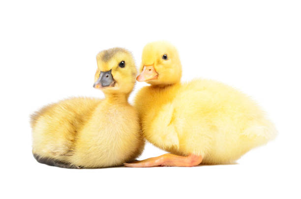 istock Two cute little ducklings sitting together 1098182274