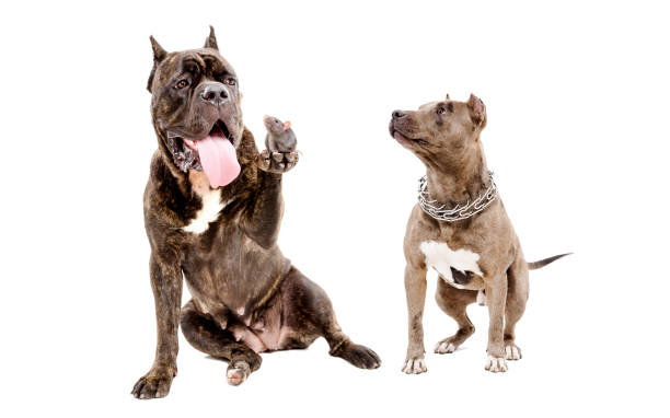 istock Two dogs and a rat together 1098182290