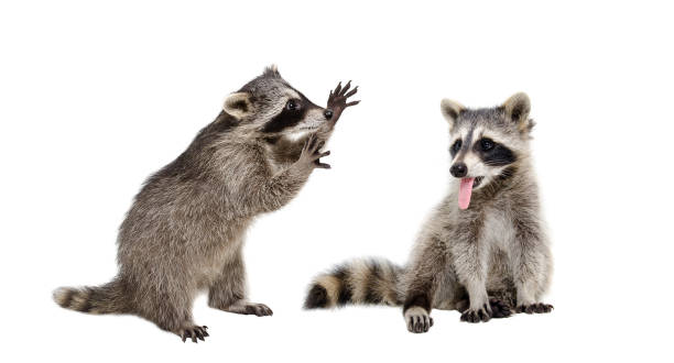 istock Two funny raccoons sitting together isolated on white background 1098182364