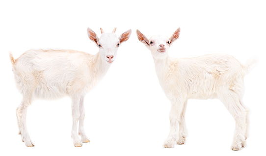Two white goats standing isolated on white background