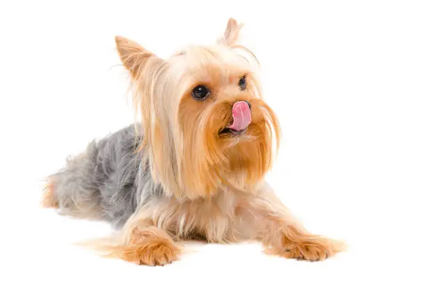 Yorkshire Terrier licking his nose Isolated on white background