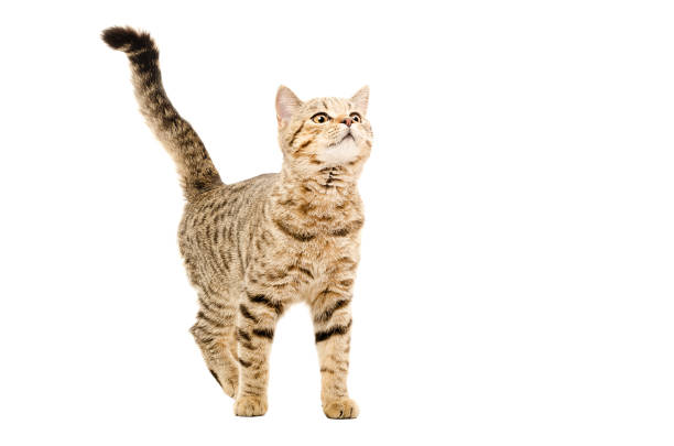 istock Young curious cat Scottish Straight 1098182424