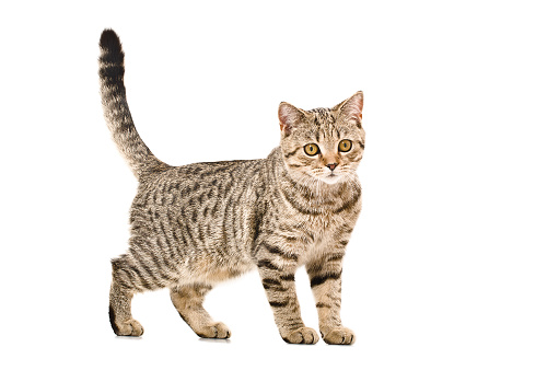 Young cat Scottish Straight Isolated on white background