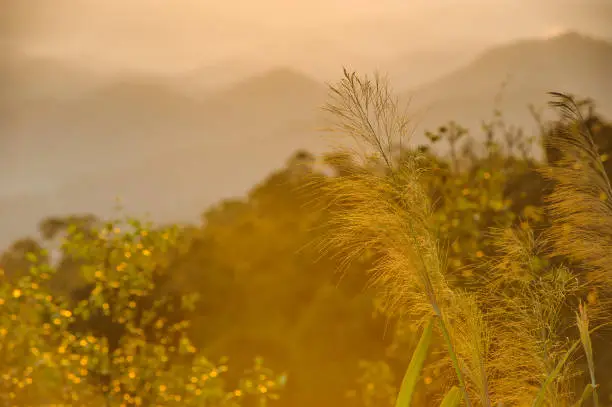 Photo of beautiful sunrise golden time in the morning at khun sathan national park in thailand