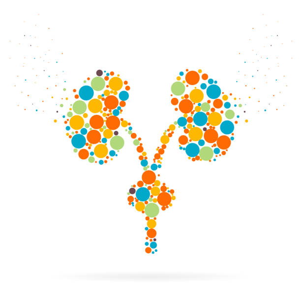 Kidney Shape Abstract Vector 9,100+ Kidney Shape Stock Photos, Pictures & Royalty-Free Images - iStock