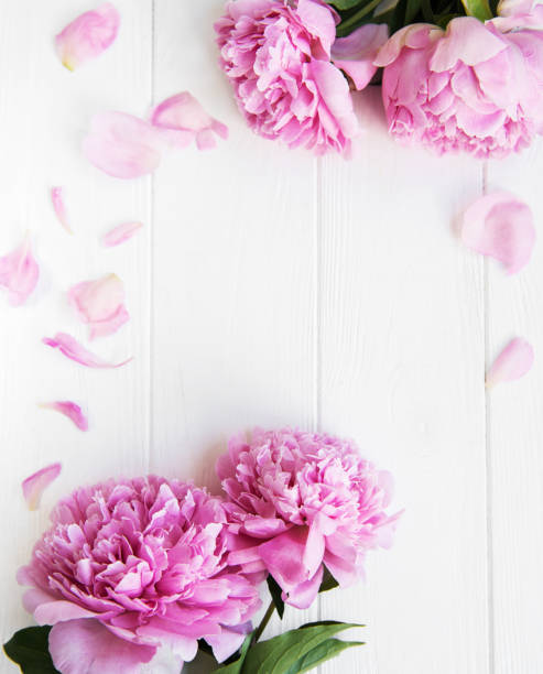 istock beautiful pink  peony flowers 1098190388