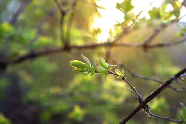 istock spring plant with green leaves in sunshine 1098191874