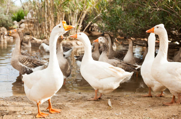 istock Domestic geese on pond 1098192654